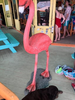 Tipsy Flamingo