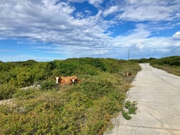 Wild Cows