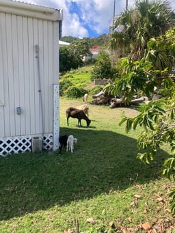 Goats!