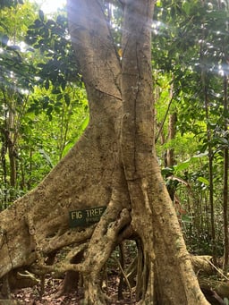 Old Fig Tree