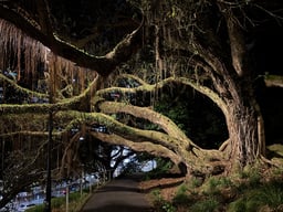 Beautiful branching tree with Spanish moss hanging down.