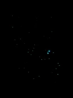 Glow Worms