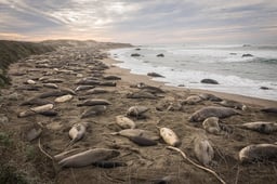 Piedras Blancas