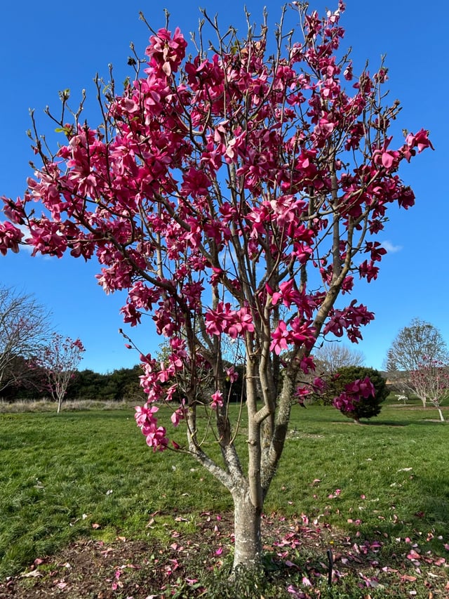 The Gardens, Auckland Region — Exploring Māngere Bridge