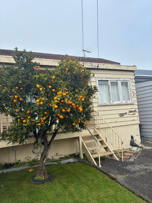 Orange and lemon trees are growing everywhere.