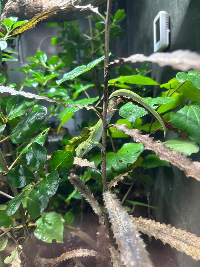 Gecko — Māngere Bridge