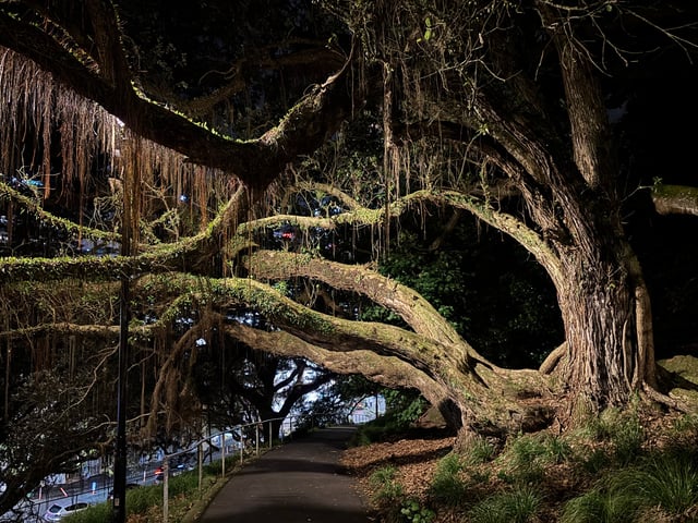 Beautiful branching tree with Spanish moss hanging down. — Day 1: Kia Ora