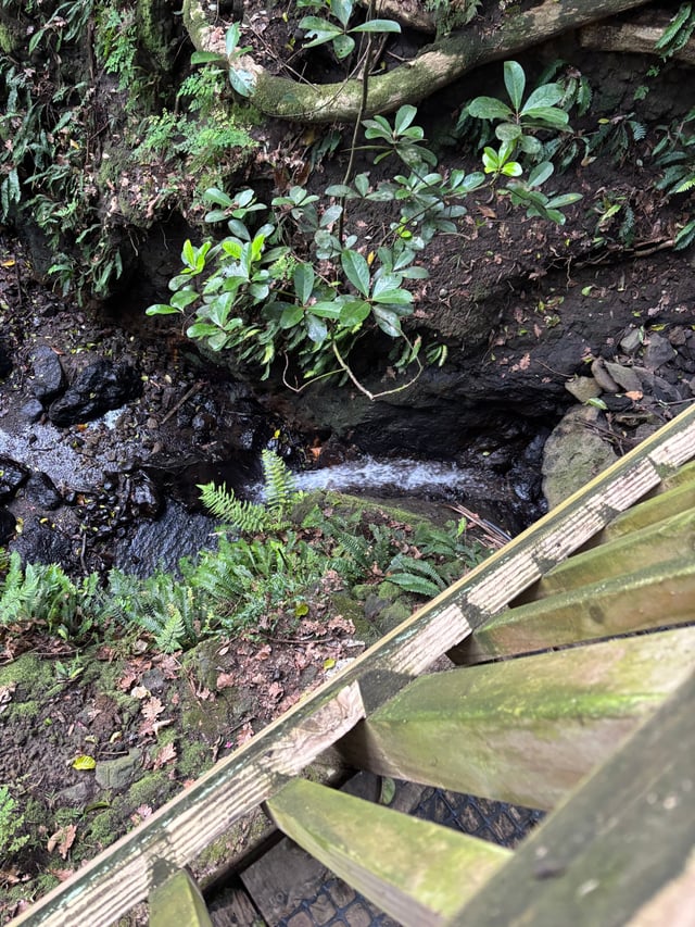 Lover's Lane Auckland Domain — Day 2: Coast to Coast Walkway