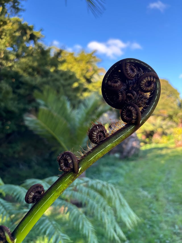The Gardens, Auckland Region — Exploring Māngere Bridge