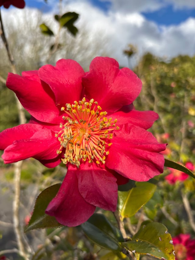 Red flower at the Auckland Arboretum