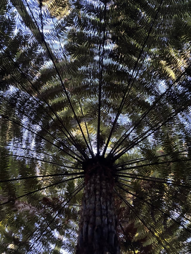 Beautiful fanning fern