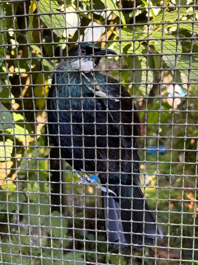 Tūī Bird — Māngere Bridge