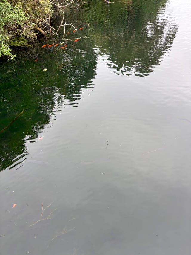Eels in Western Springs Park — Day 5