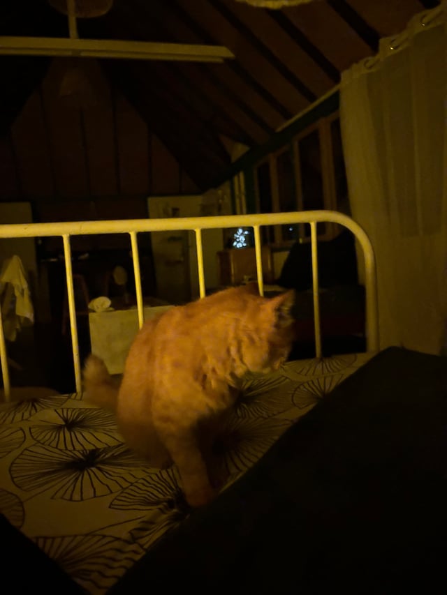 Airbnb Kitty Cat — Day 1: Ia Ora Na!
