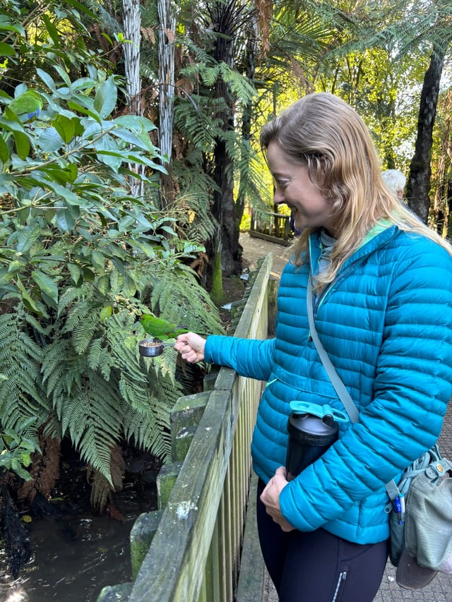 Feeding Parakeets — Māngere Bridge