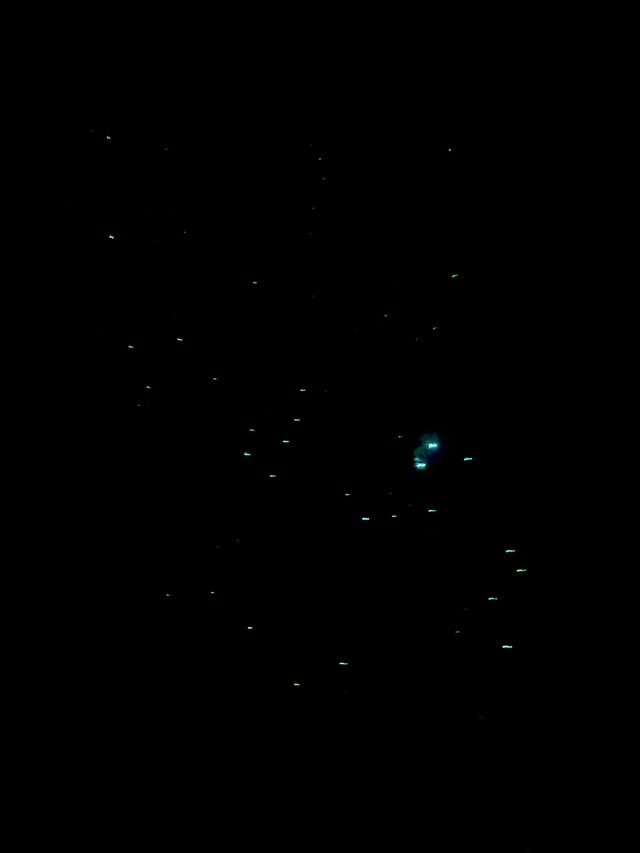Glow Worms — Rotorua