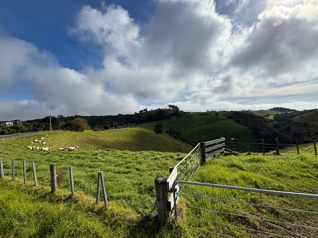 New Zealand Sheep — Day 4: Tour de Waiheke Island